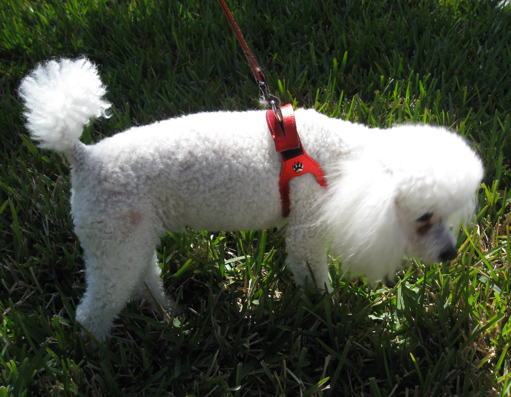 Best harness for small dogs with collapsed on sale trachea